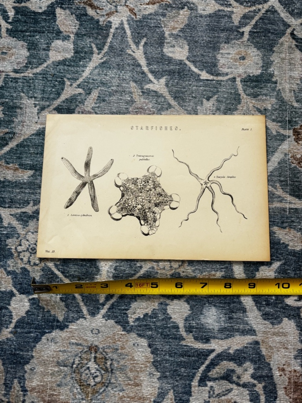 Vintage Starfishes Scientific Wall Art Print - Beige and Black - Picture 5 of 6